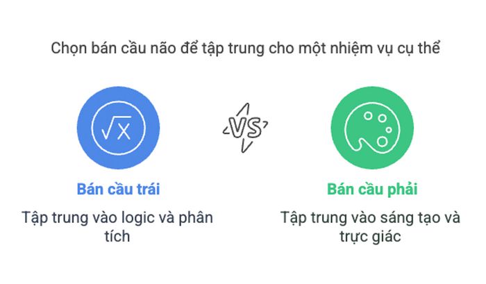 Vai trò và chức năng của hai bán cầu não