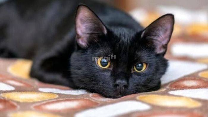 Mèo đen vào nhà tùy theo từng trường hợp