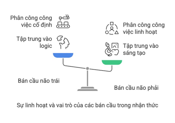 Quá trình đồng bộ hóa giữa hai bán cầu não