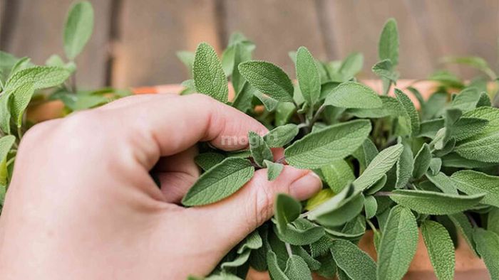 Sử dụng xô thơm để thư giãn tâm trí