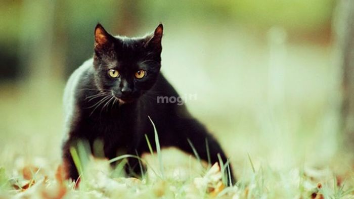 Cách ngăn ngừa mèo quay lại nhà