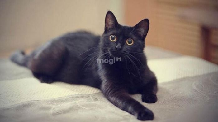 Mèo đen vào nhà tùy vào từng thời điểm