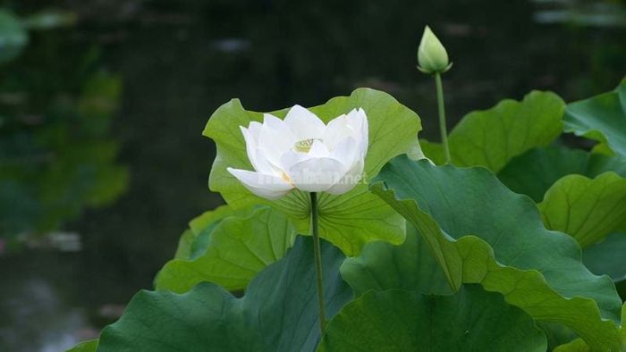 Giải mã chi tiết các giấc mơ thấy hoa sen