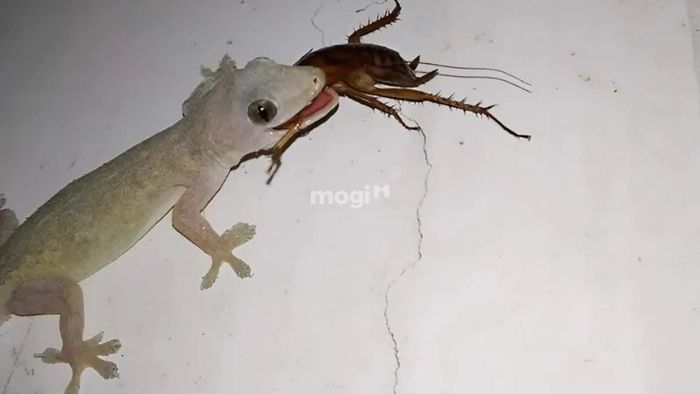 Giải quyết các 'mồi ngon' thu hút thằn lằn trong nhà