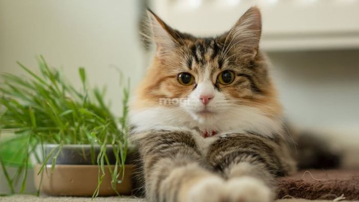 Điềm báo khi mèo tam thể vào nhà