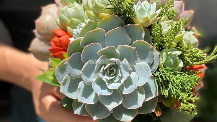 Giải mã chi tiết những giấc mơ thấy hoa sen