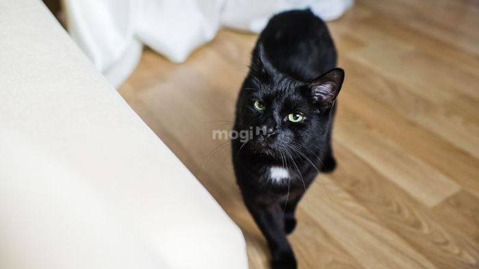 Điềm báo khi mèo đen vào nhà