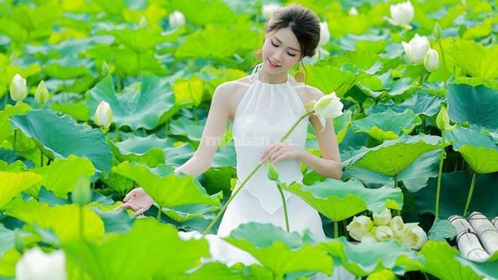 Giải mã chi tiết các giấc mơ thấy hoa sen