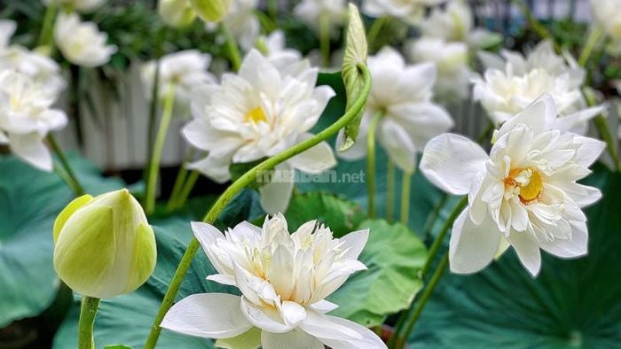 Giải mã chi tiết những giấc mơ thấy hoa sen