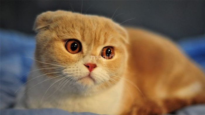 Một số cách giúp ngăn mèo lạ vào nhà