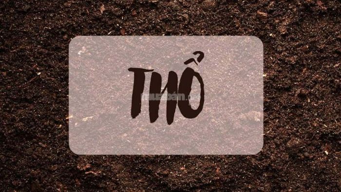 Người mệnh Thổ sinh vào năm nào?