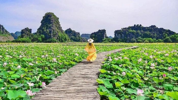 Giải mã chi tiết những giấc mơ thấy hoa sen