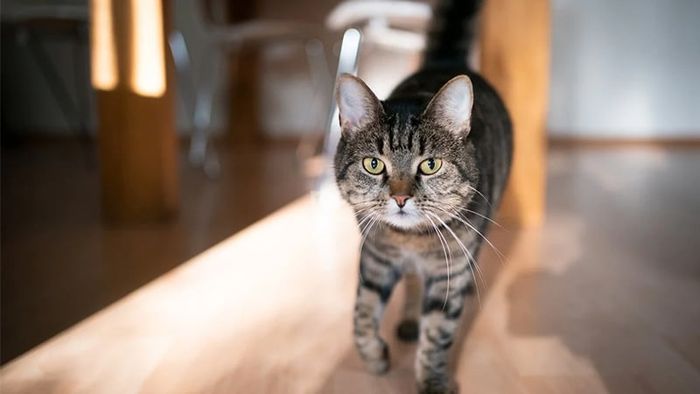 Điềm báo khi mèo đen trắng vào nhà