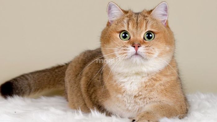 Phương pháp hóa giải điềm xấu khi mèo vào nhà