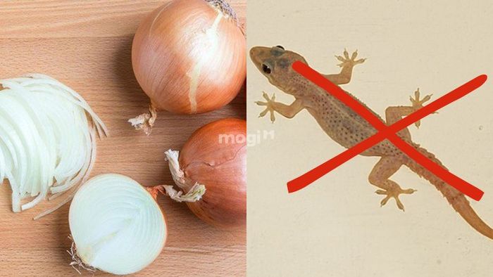 Dùng hành tây để đuổi thằn lằn ra khỏi không gian sống của bạn