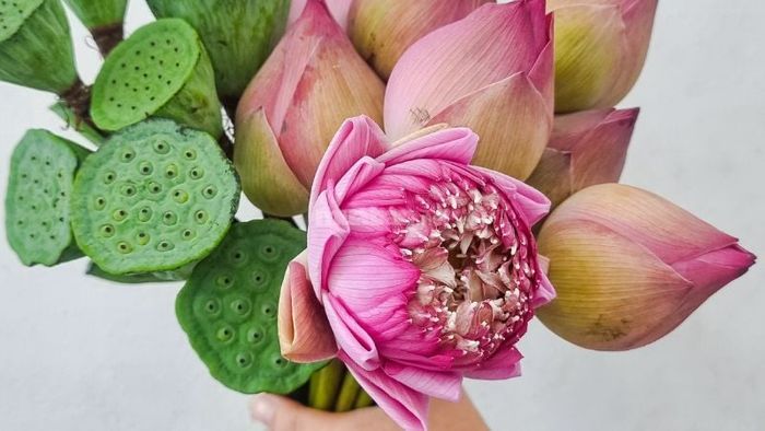 Giải mã chi tiết các giấc mơ thấy hoa sen