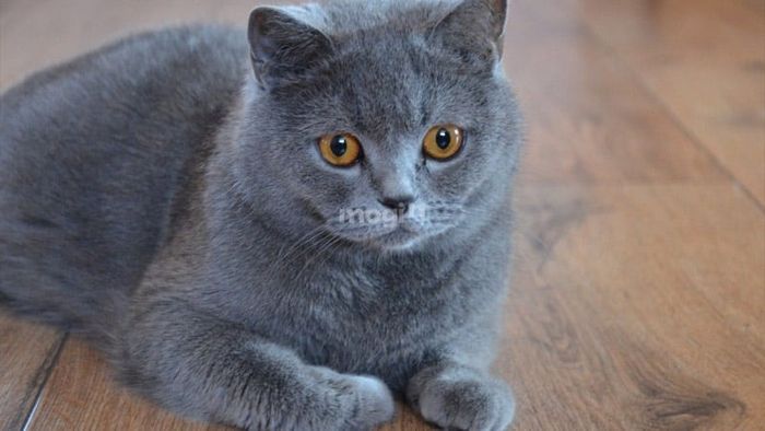 Điềm báo khi mèo xám tro vào nhà