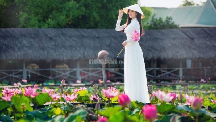 Giải mã chi tiết các giấc mơ thấy hoa sen