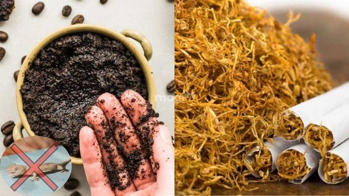 Kết hợp bã cà phê và thuốc lá là phương pháp hiệu quả để diệt thằn lằn trong nhà.
