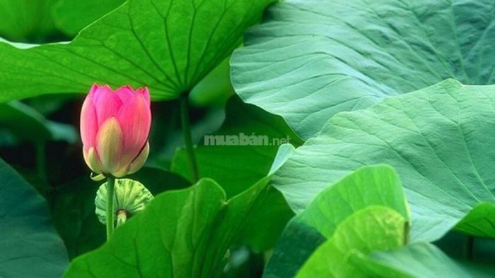 Mơ thấy hoa sen là điềm báo gì?