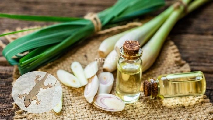 Tinh dầu sả với mùi thơm dễ chịu có tác dụng đuổi thằn lằn rất hiệu quả.