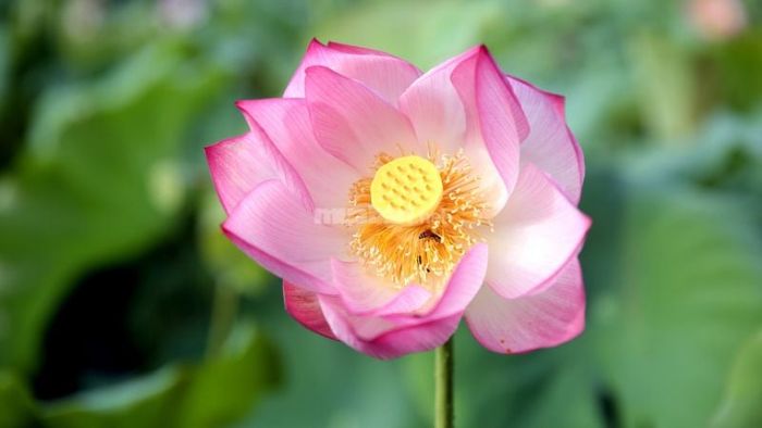 Giải mã chi tiết các giấc mơ thấy hoa sen