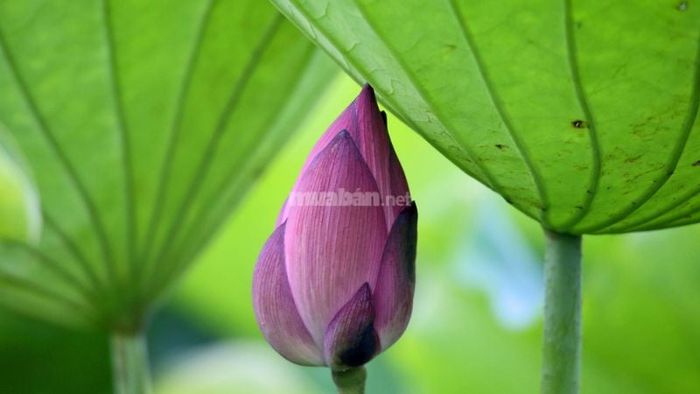 Giải mã chi tiết các giấc mơ thấy hoa sen