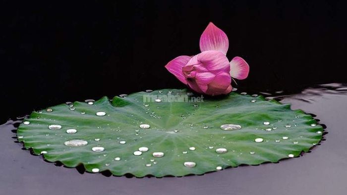 Giải mã chi tiết các giấc mơ thấy hoa sen