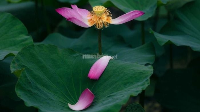 Giải mã chi tiết các giấc mơ thấy hoa sen