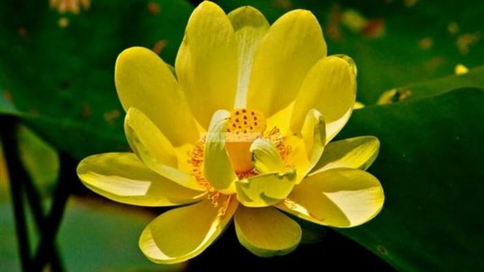 Giải mã chi tiết những giấc mơ thấy hoa sen