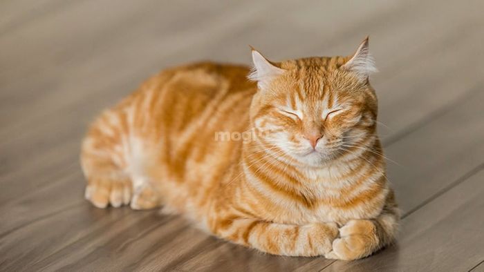 Mèo vàng vào nhà báo hiệu điềm gì?