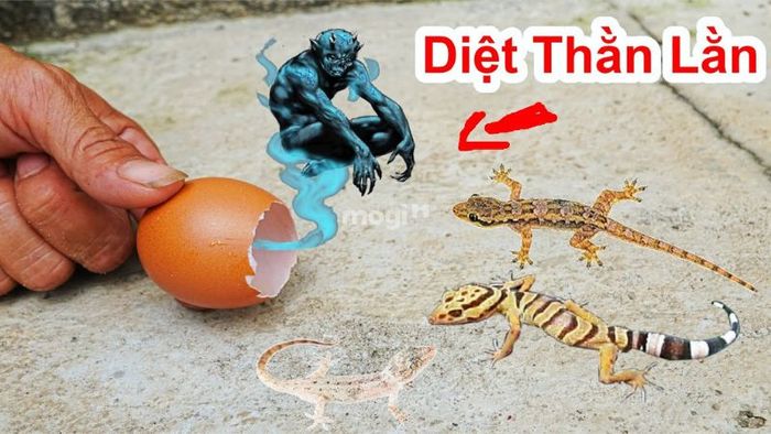 Đặt vỏ trứng nguyên vẹn trước cửa nhà để đuổi thằn lằn