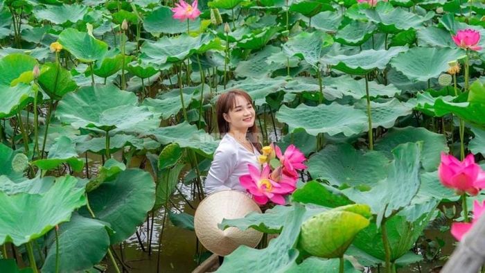 Giải mã chi tiết các giấc mơ thấy hoa sen