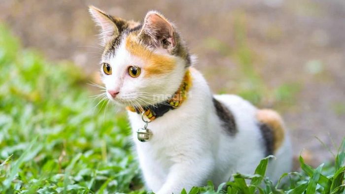 Các quan niệm về điềm báo khi mèo tam thể xuất hiện trong nhà ở các quốc gia