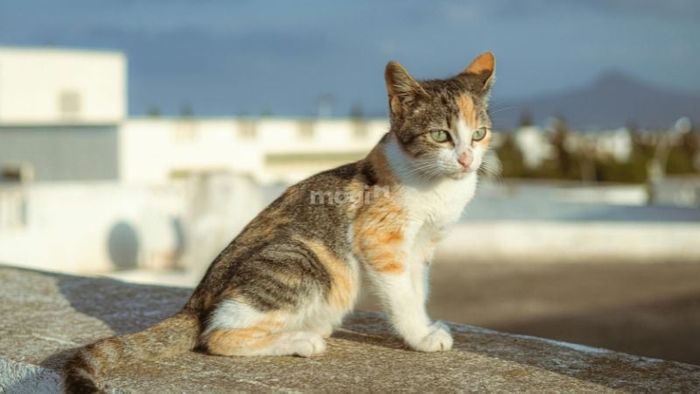 Các quan niệm về điềm báo khi mèo tam thể vào nhà ở các quốc gia khác nhau