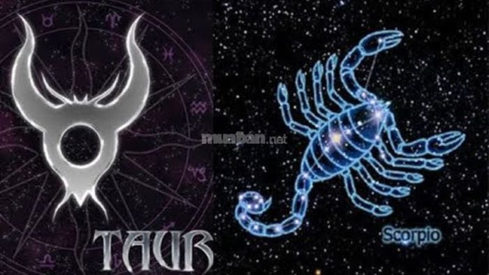 Bọ Cạp và Kim Ngưu có tính cách khá đối lập nhau