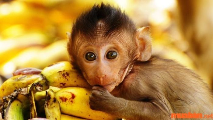 Sinh năm 2016 thuộc tuổi gì?