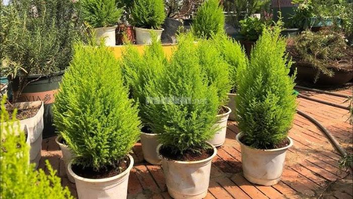 Cây tùng thơm phù hợp với mệnh nào? Khám phá ý nghĩa phong thủy và cách trồng cây tùng thơm đúng cách.