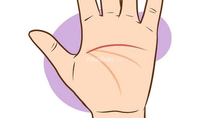 Ba đường chỉ tay nối liền: giải mã bí ẩn về vận mệnh