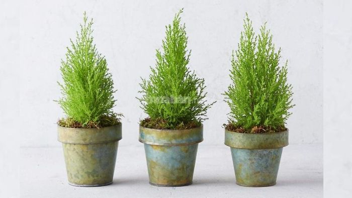 Cây tùng thơm phù hợp với mệnh nào và tuổi nào?