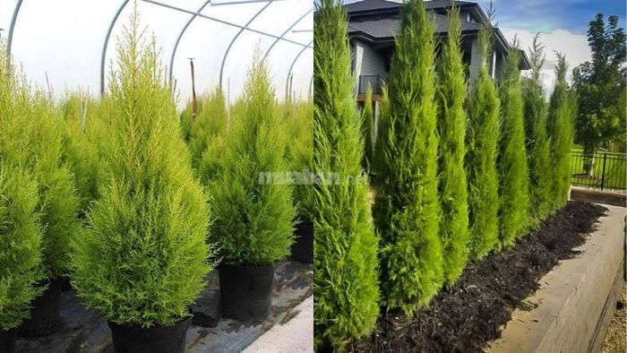 Những đặc điểm nổi bật của cây tùng thơm
