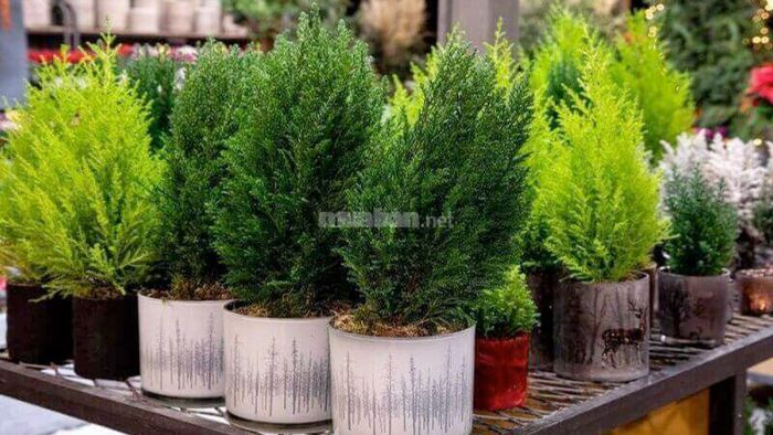 Cây tùng thơm là biểu tượng của sự trường thọ