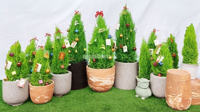 Tùng thơm là sự lựa chọn lý tưởng thay thế cho cây thông truyền thống