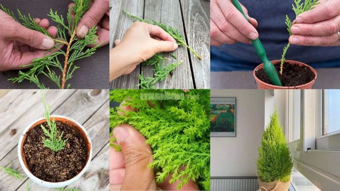 Hướng dẫn trồng và chăm sóc cây tùng thơm