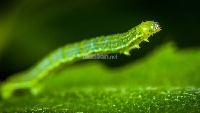 Giải mã chi tiết về những giấc mơ thấy sâu bọ, côn trùng