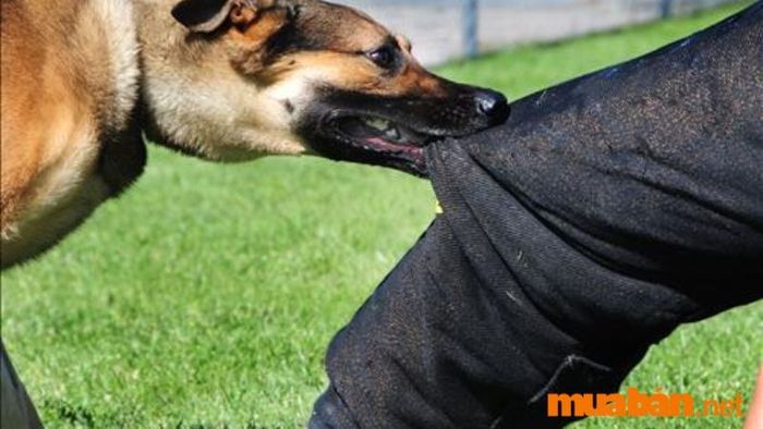 Mơ bị chó cắn là điềm báo gì? Liệu đó là điềm lành hay xui xẻo?