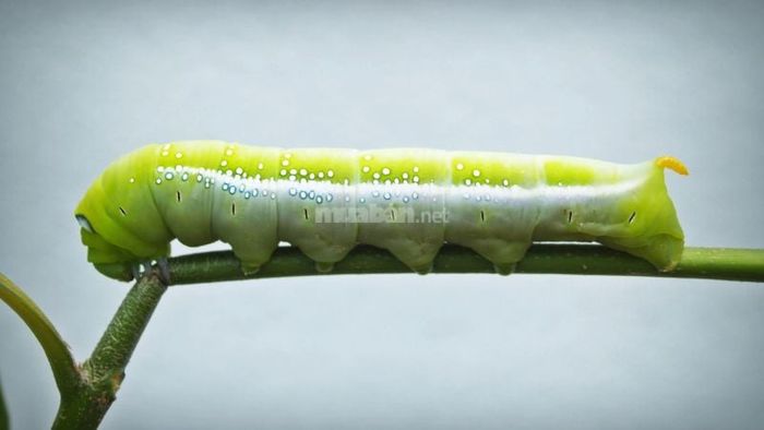 Giấc mơ thấy sâu