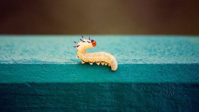 Luận giải chi tiết về những giấc mơ thấy sâu bọ, côn trùng