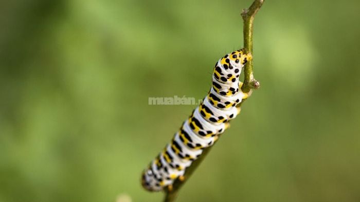 Giải mã chi tiết những giấc mơ về sâu bọ, côn trùng