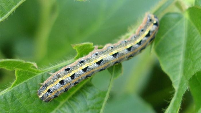 Giải mã chi tiết về những giấc mơ thấy sâu bọ, côn trùng